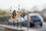 Garden Spider - The Hall of Einar - photograph (c) David Bailey (not the)