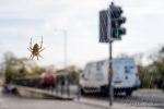 Garden Spider - The Hall of Einar - photograph (c) David Bailey (not the)