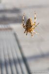 Garden Spider - The Hall of Einar - photograph (c) David Bailey (not the)