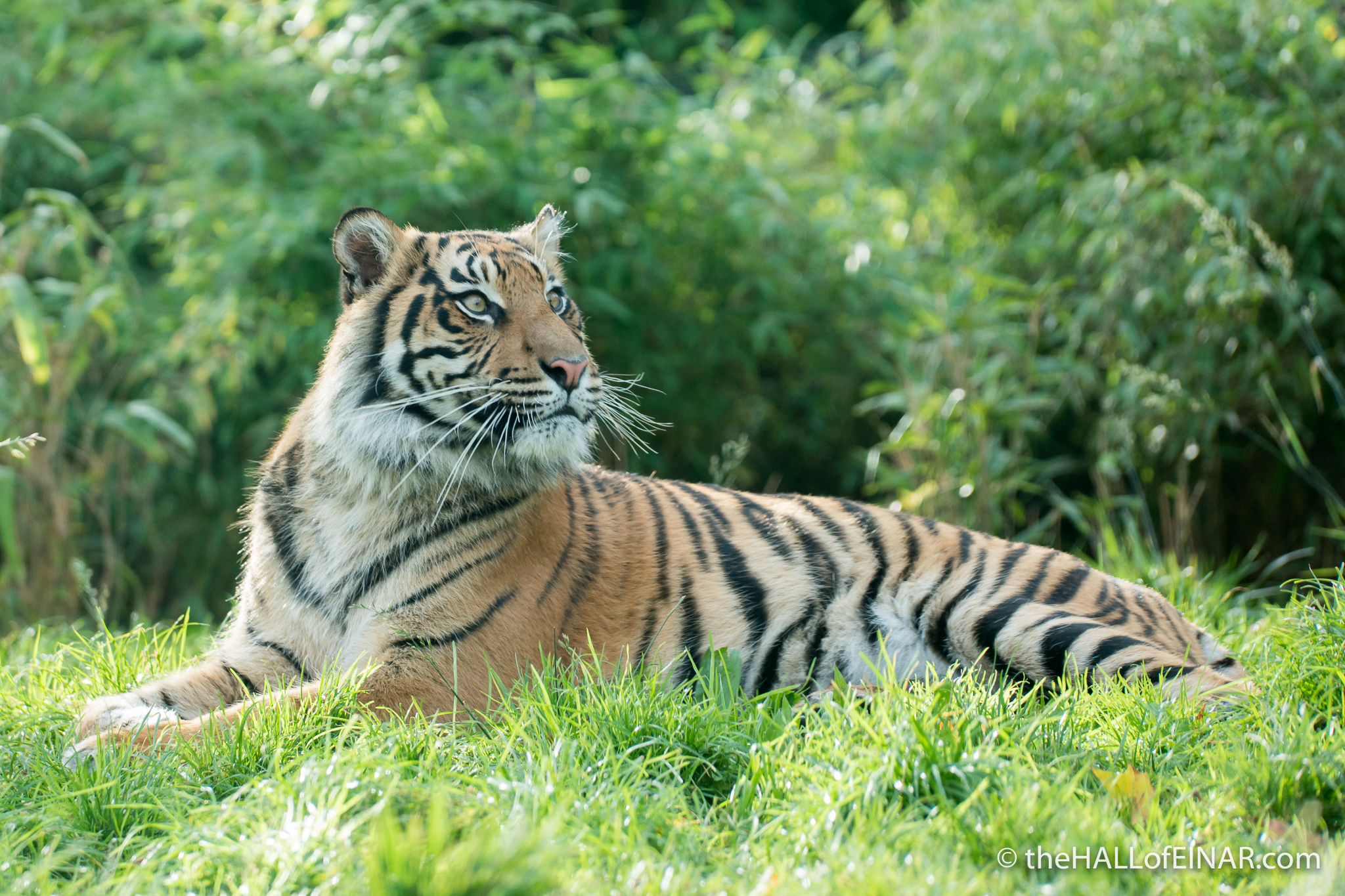 Sumatran Tiger - The Hall of Einar - photograph (c) David Bailey (not the)