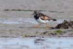 Turnstones - The Hall of Einar - photograph (c) David Bailey (not the)