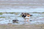 Turnstones - The Hall of Einar - photograph (c) David Bailey (not the)