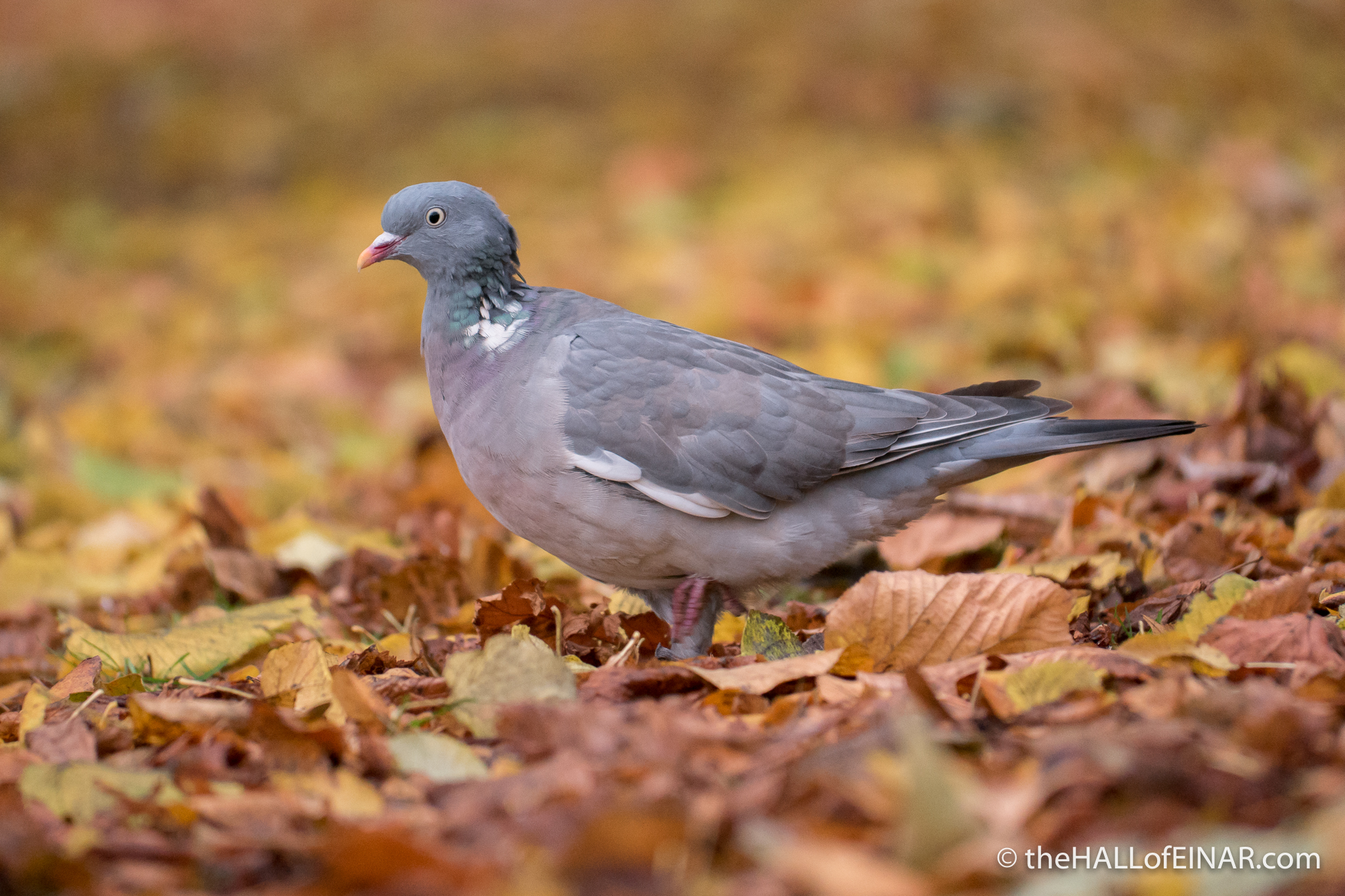 Woodpigeon - The Hall of Einar - photograph (c) David Bailey (not the)