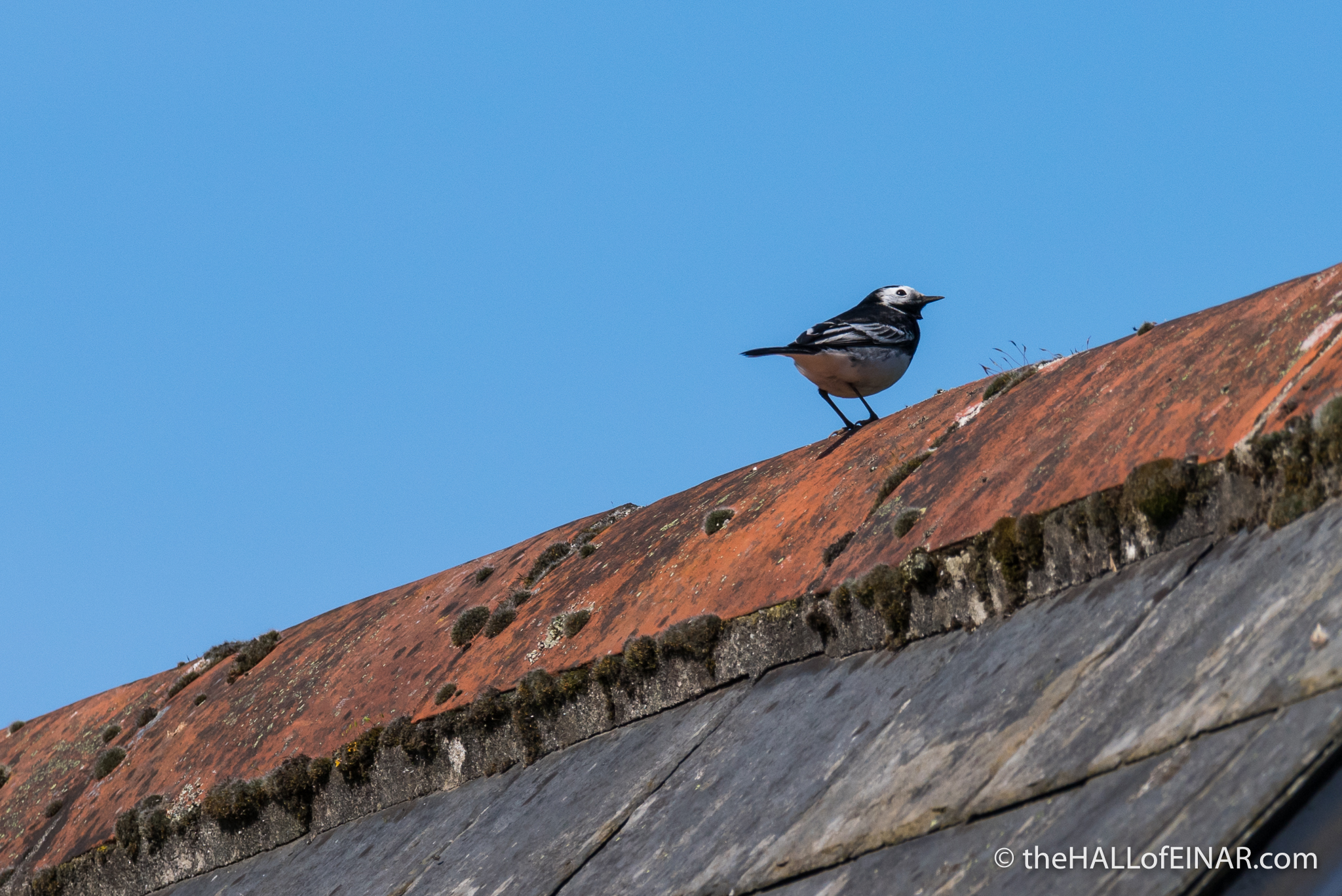 Pied Wagtail - The Hall of Einar - photograph (c) David Bailey (not the)