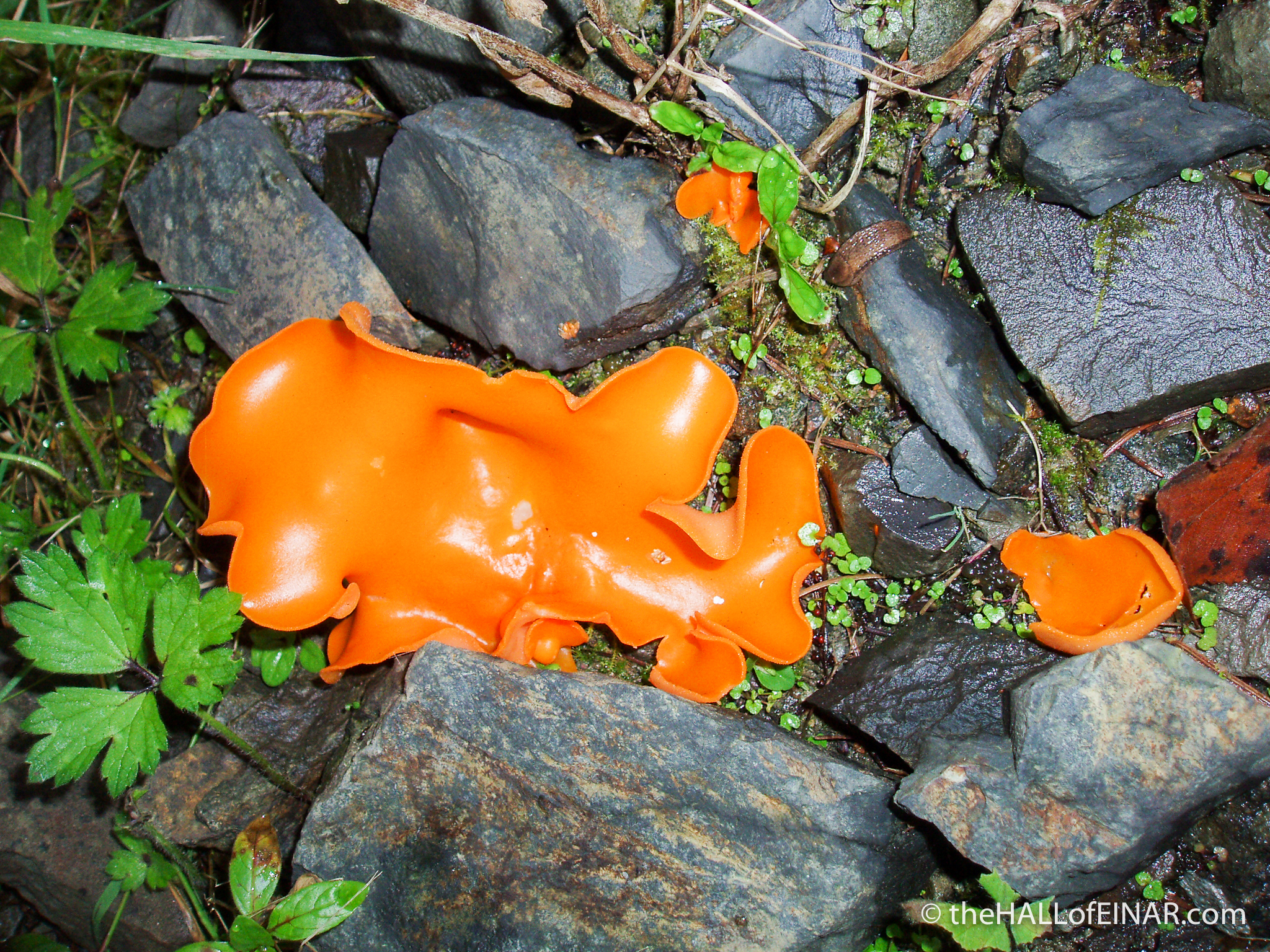 Orange Peel Fungus - The Hall of Einar - photograph (c) David Bailey (not the)