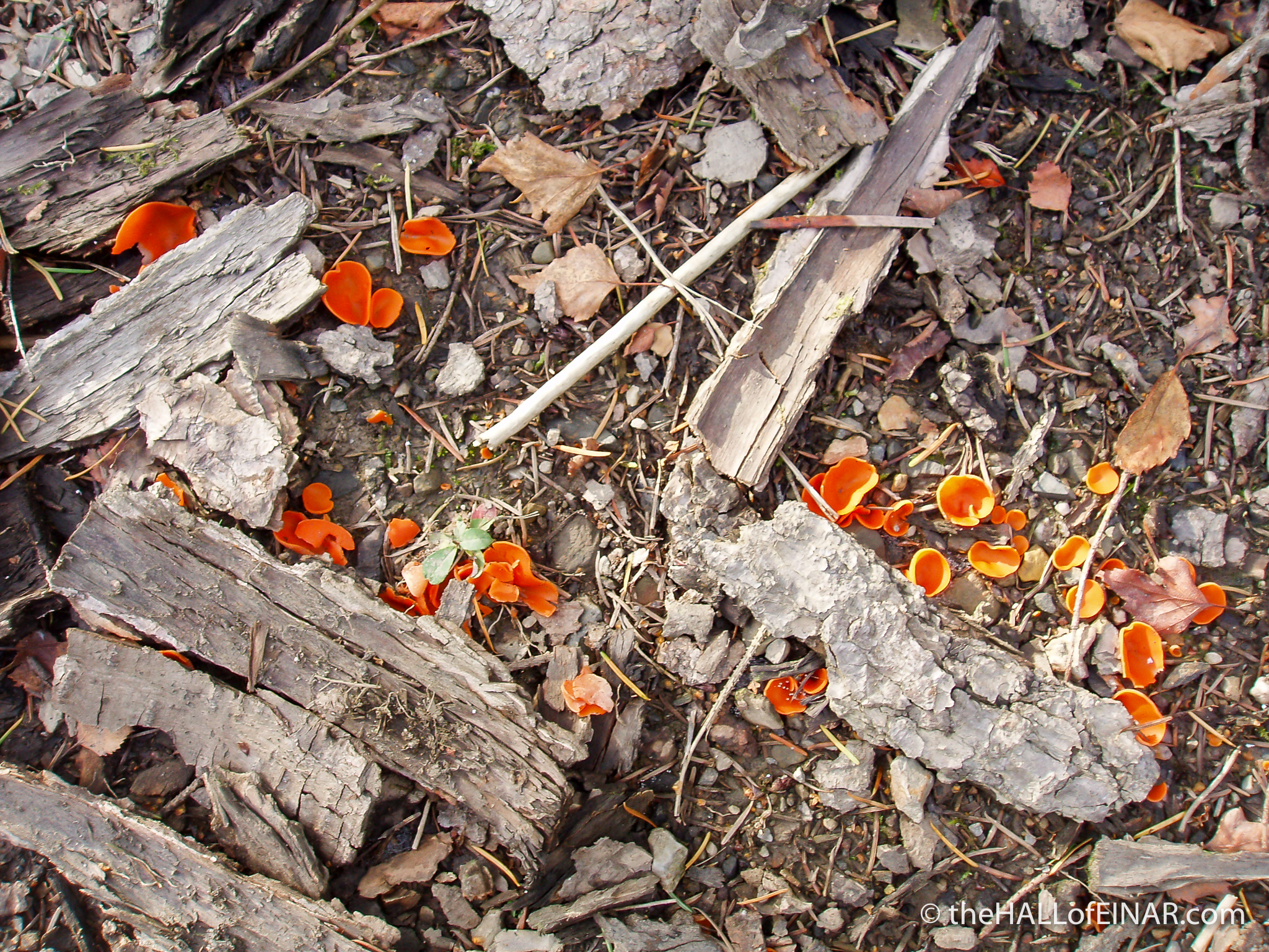 Orange Peel Fungus - The Hall of Einar - photograph (c) David Bailey (not the)