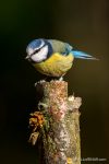 Blue Tit - The Hall fo Einar - photograph (c) David Bailey (not the)
