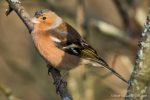 Chaffinch - The Hall of Einar - photograph (c) David Bailey (not the)