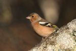 Chaffinch - The Hall of Einar - photograph (c) David Bailey (not the)