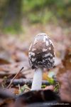 Coprinopsis picacea - The Hall of Einar - photograph (c) David Bailey (not the)