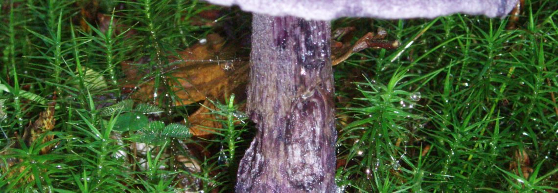 Cortinarius violaceus - The Hall of Einar - photograph (c) David Bailey (not the)