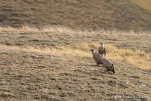 Griffon Vulture - The Hall of Einar - photograph (c) David Bailey (not the)