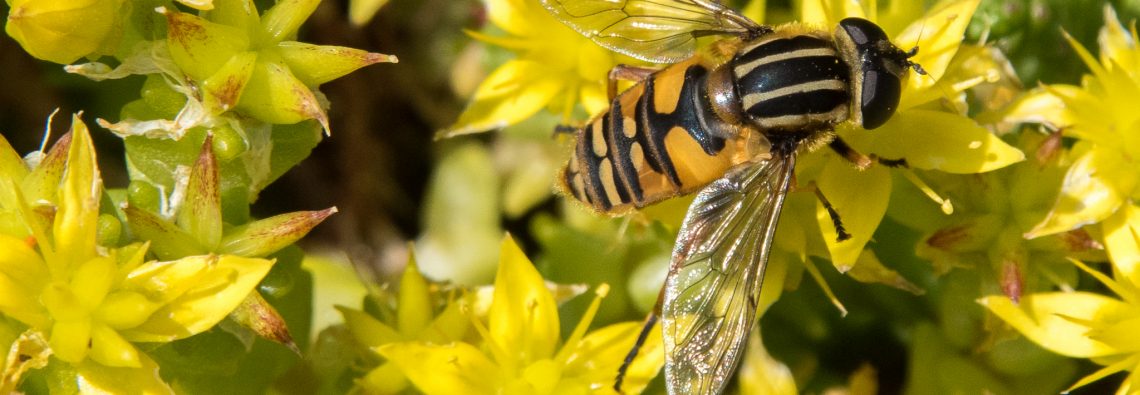 Hoverfly - The Hall of Einar - photograph (c) David Bailey (not the)