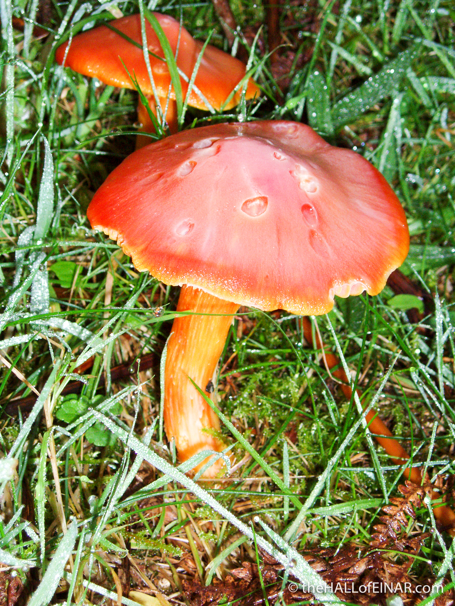 Hygrocybe punicea - The Hall of Einar - photograph (c) David Bailey (not the)