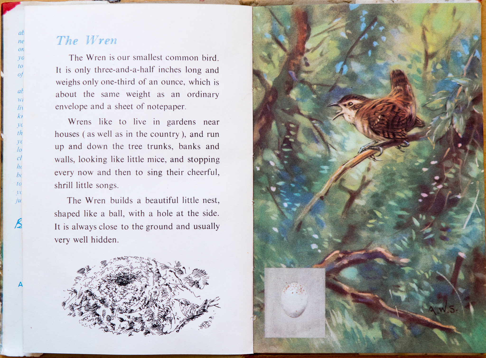 The Wren - Ladybird Book of British Birds - The Hall of Einar