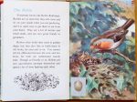 The Robin - Ladybird Book of British Birds - The Hall of Einar
