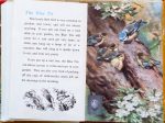 The Blue Tit - Ladybird Book of British Birds - The Hall of Einar