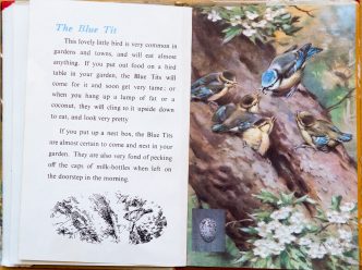 The Blue Tit - Ladybird Book of British Birds - The Hall of Einar