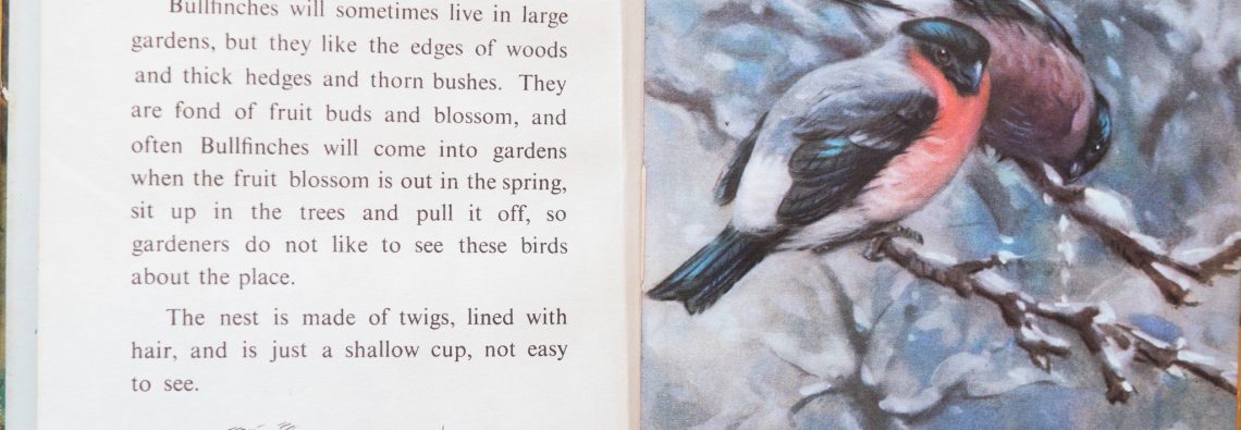 The Bullfinch - Ladybird Book of British Birds - The Hall of Einar