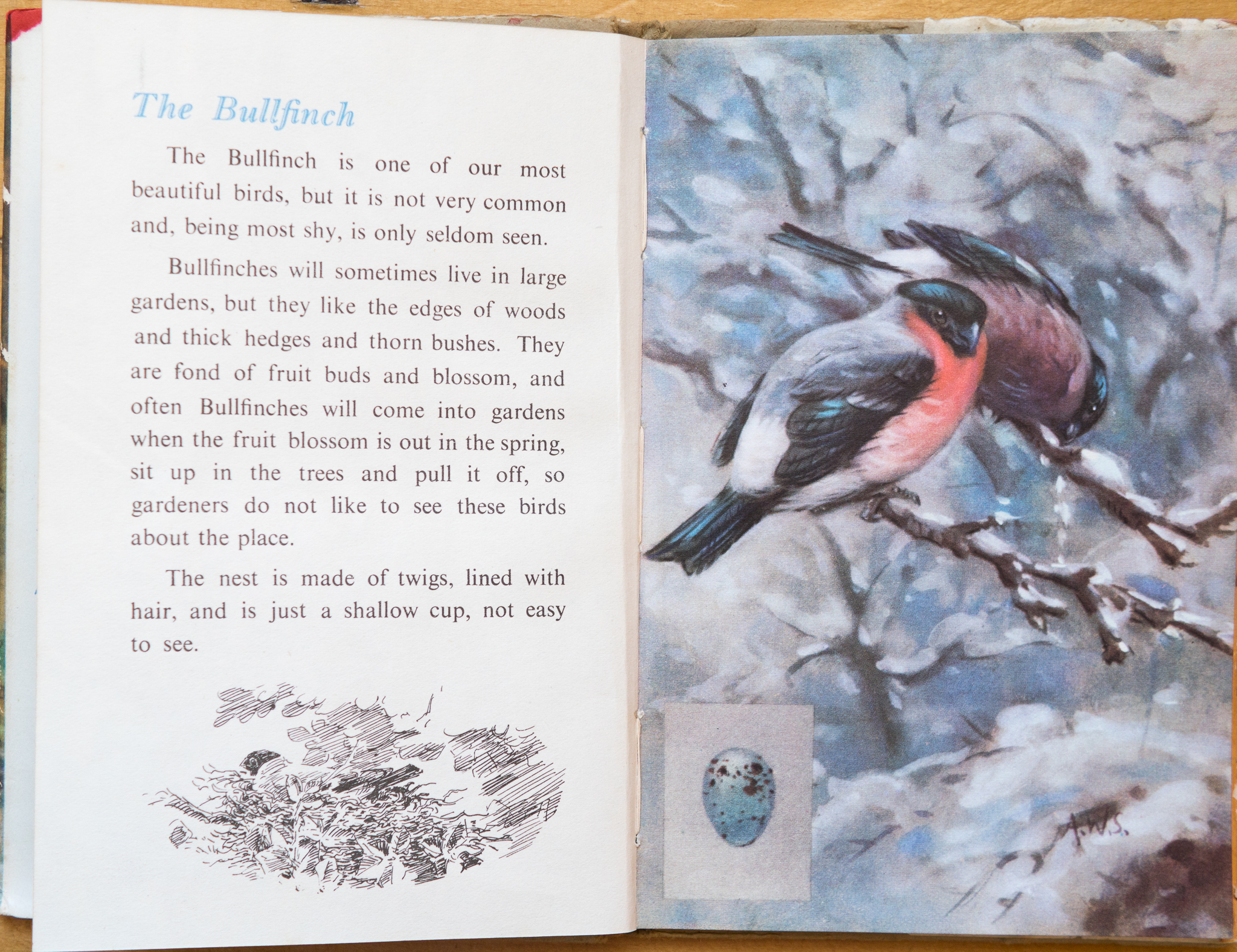 The Bullfinch - Ladybird Book of British Birds - The Hall of Einar