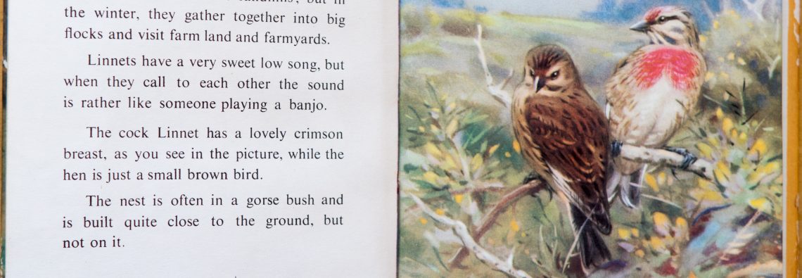 The Linnet - Ladybird Book of British Birds - The Hall of Einar