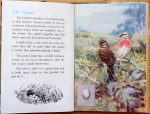 The Linnet - Ladybird Book of British Birds - The Hall of Einar