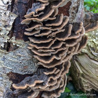 Trametes versicolor - Orley Common - The Hall of Einar - photograph (c) David Bailey (not the)