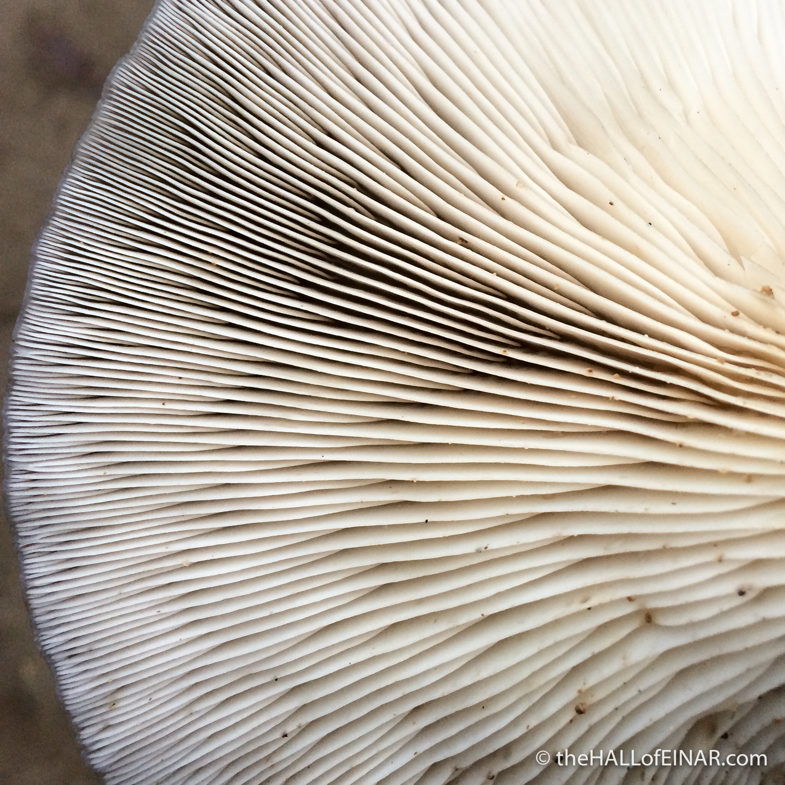 Oyster Mushroom - The Hall of Einar - photograph (c) David Bailey (not the)