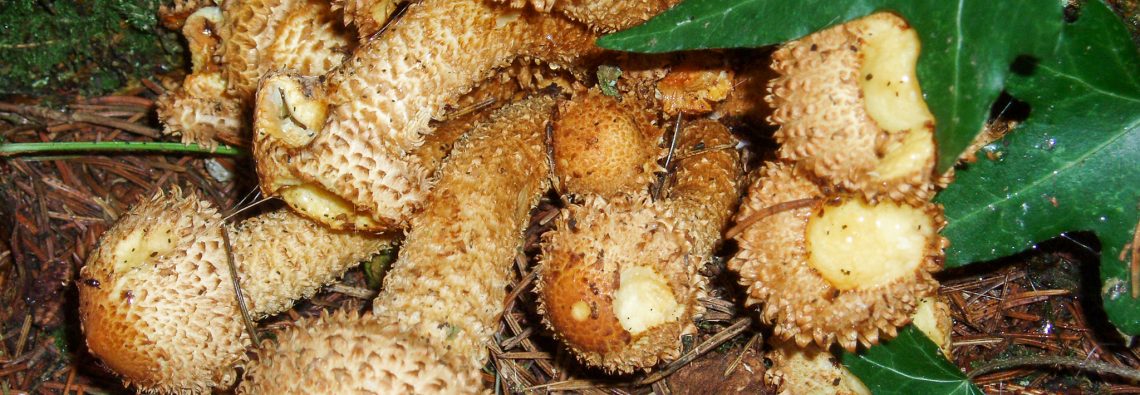 Pholiota squarrosa - The Hall of Einar - photograph (c) David Bailey (not the)