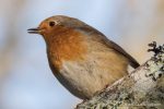 Robin - The Hall of Einar - photograph (c) David Bailey (not the)