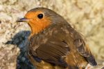 Robin - The Hall of Einar - photograph (c) David Bailey (not the)