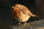 Robin - The Hall of Einar - photograph (c) David Bailey (not the)