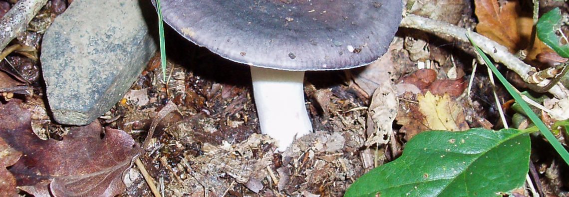 Russula cyanoxantha - The Hall of Einar - photograph (c) David Bailey (not the)