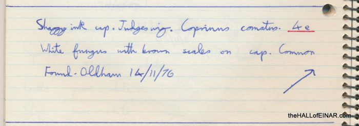 Shaggy Ink Cap - The Hall of Einar - photograph (c) David Bailey (not the)