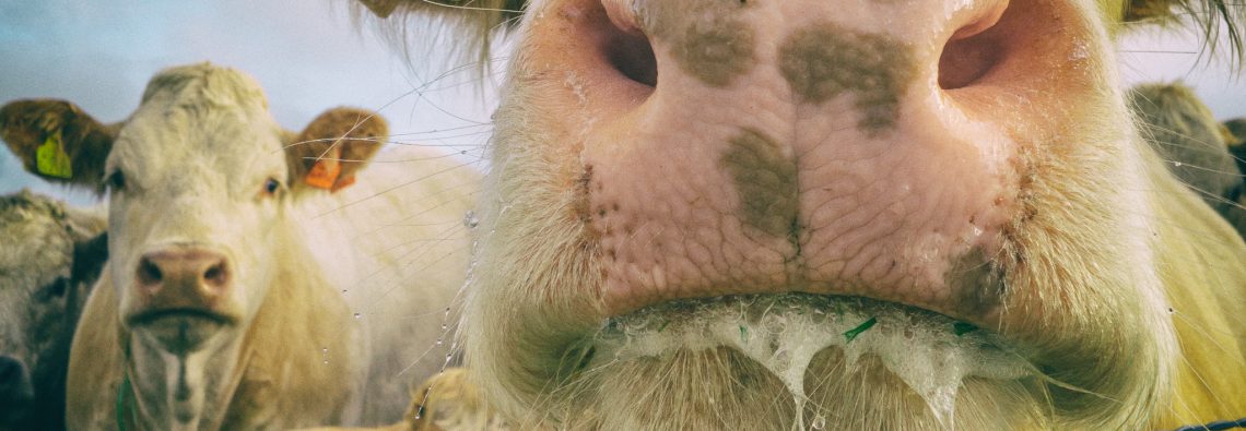 Steer - The Hall of Einar - photograph (c) David Bailey (not the)