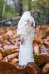 Stinkhorn – The Hall of Einar – photograph (c) David Bailey (not the)