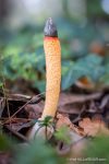 Dog Stinkhorn - The Hall of Einar - photograph (c) David Bailey (not the)