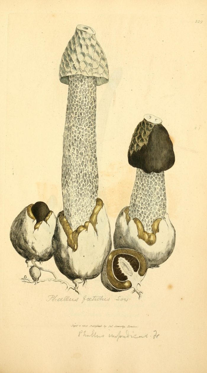 Stinkhorn - The Hall of Einar