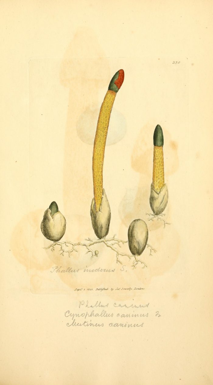 Dog Stinkhorn - The Hall of Einar