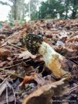 Stinkhorn - The Hall of Einar - photograph (c) David Bailey (not the)