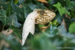 Stinkhorn - The Hall of Einar - photograph (c) David Bailey (not the)