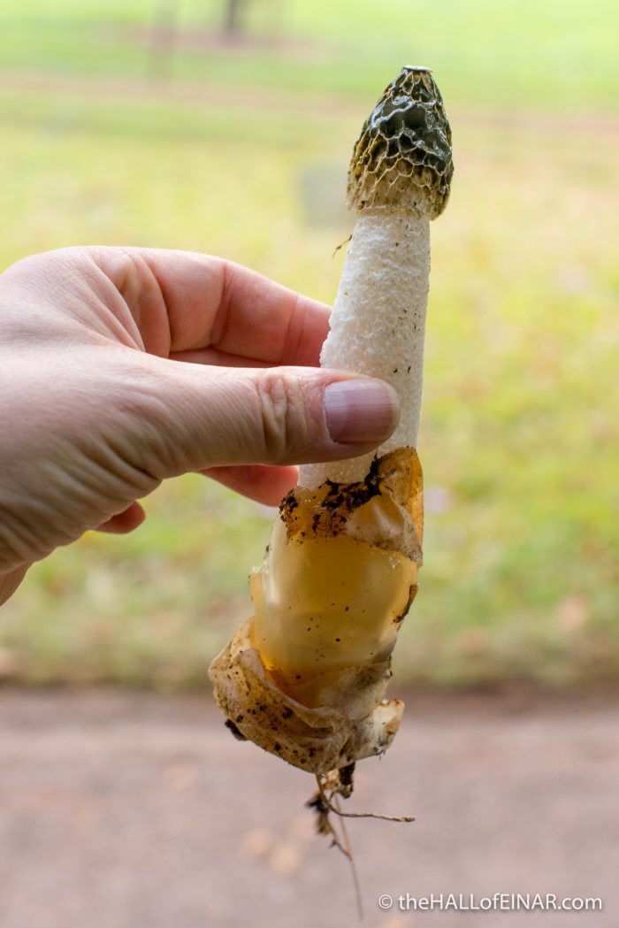 Stinkhorns - The Hall of Einar - photograph (c) David Bailey (not the)