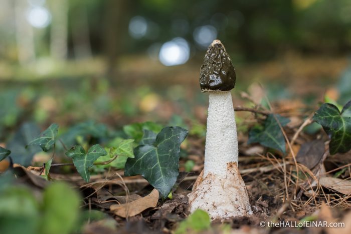Stinkhorn - The Hall of Einar - photograph (c) David Bailey (not the)