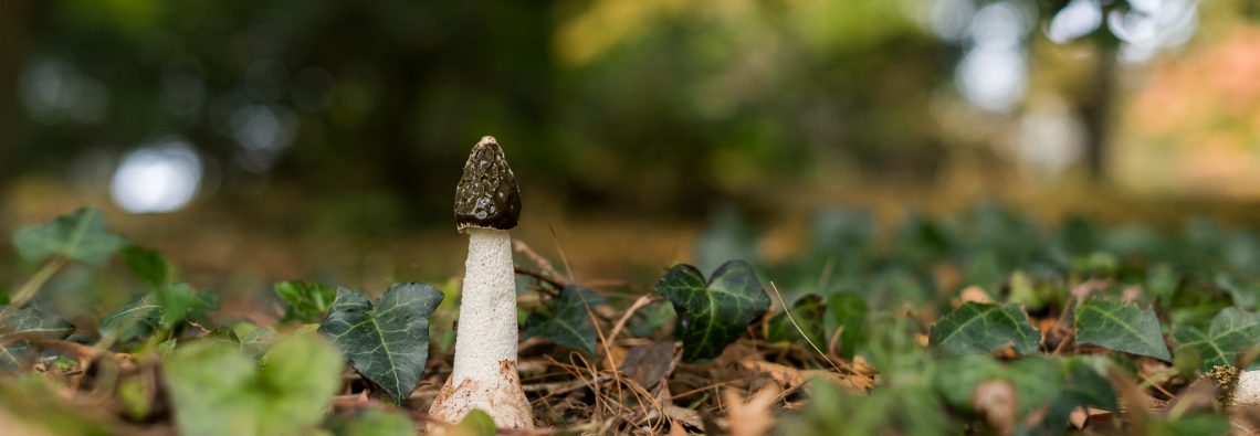 Stinkhorn - The Hall of Einar - photograph (c) David Bailey (not the)