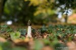 Stinkhorn - The Hall of Einar - photograph (c) David Bailey (not the)