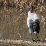 Sacred Ibis - The Hall of Einar - photograph (c) David Bailey (not the)