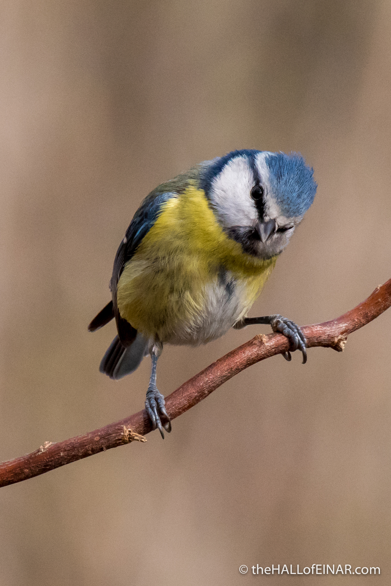 Blue Tit - The Hall of Einar - photograph (c) David Bailey (not the)