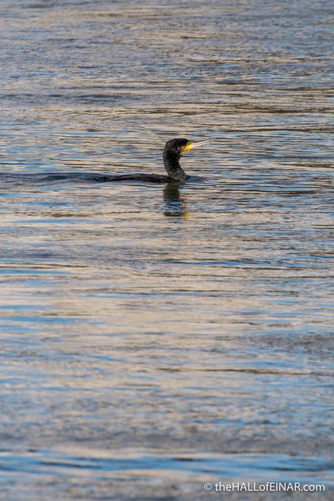 Cormorant on the Tiber - The Hall of Einar - photograph (c) David Bailey (not the)