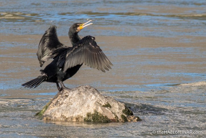 Cormorant on the Tiber - The Hall of Einar - photograph (c) David Bailey (not the)