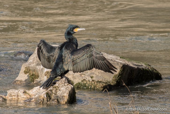 Cormorant on the Tiber - The Hall of Einar - photograph (c) David Bailey (not the)